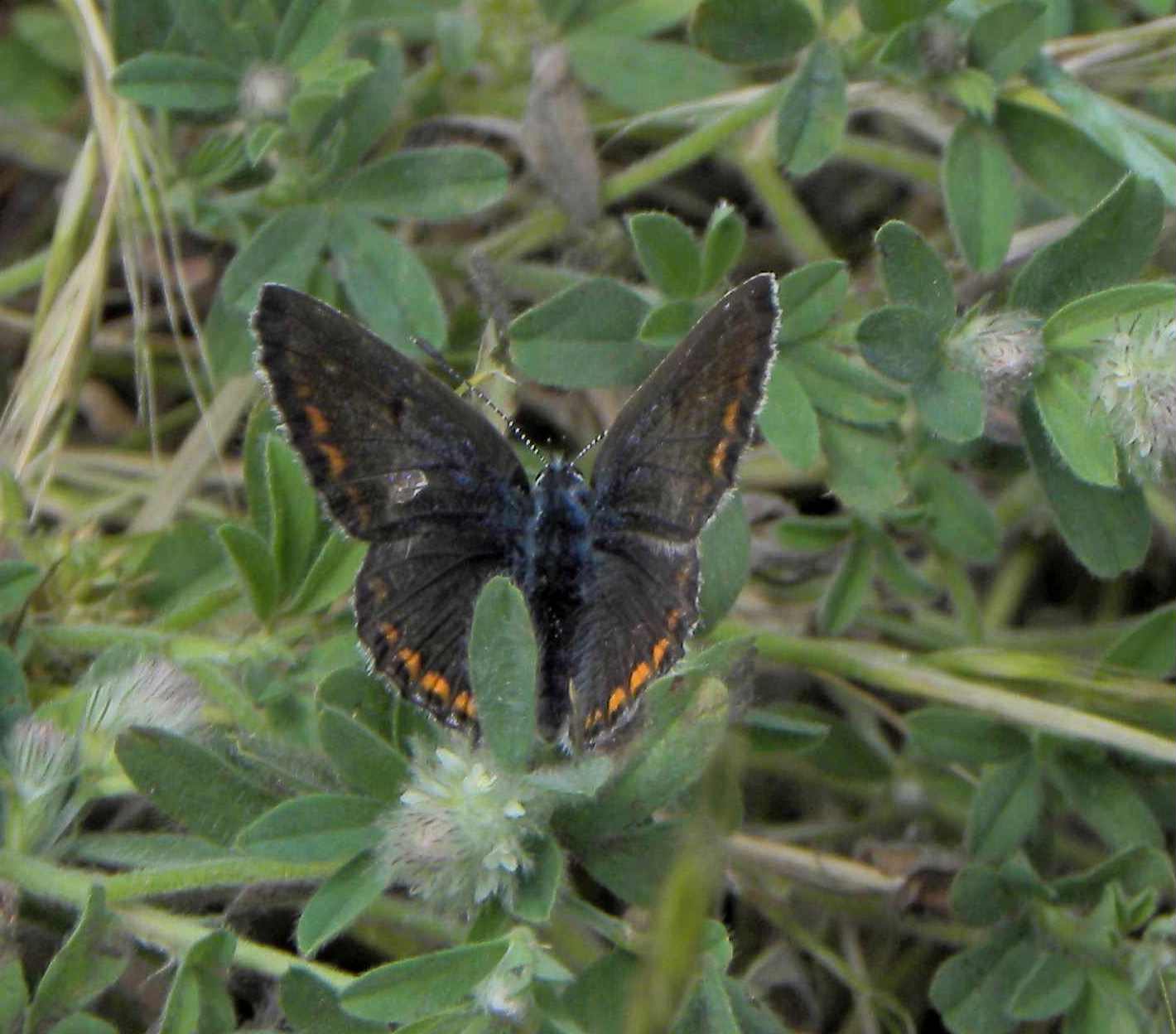 identificazione farfalla